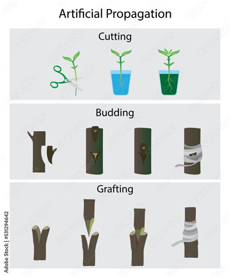 Images of asexual reproduction in plants budding marcoting grafting